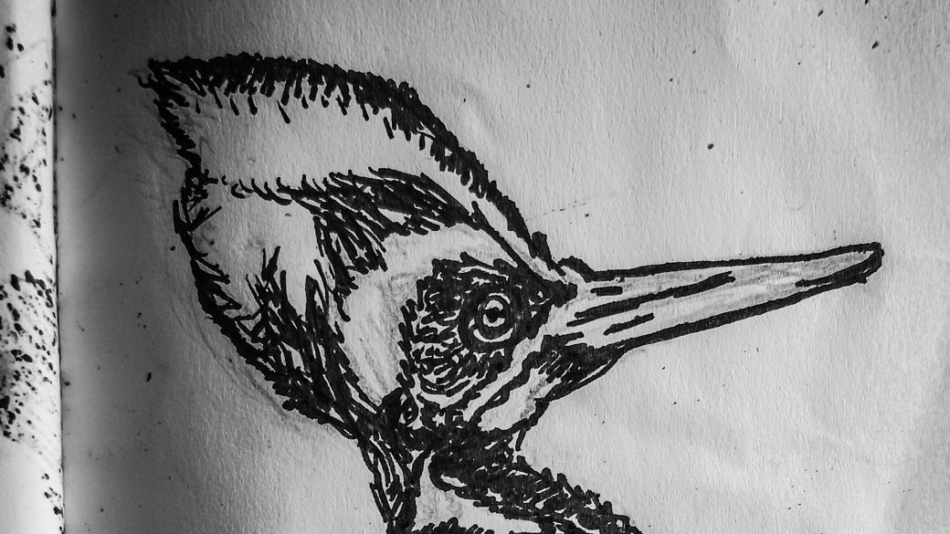 Pájaro Carpintero